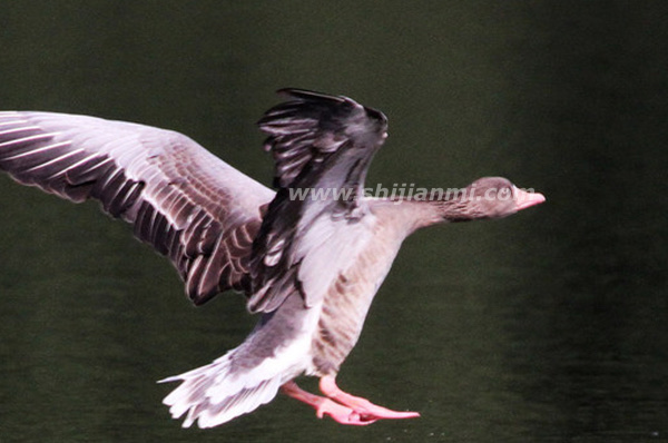 古代五凤指的是什么?传说中的五凤图片(鸑鷟身为黑或紫色的凤凰)