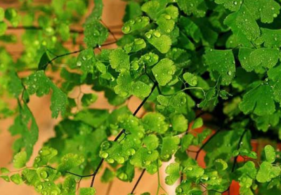 ​新买的铁线蕨怎么养护 如何育种长得好