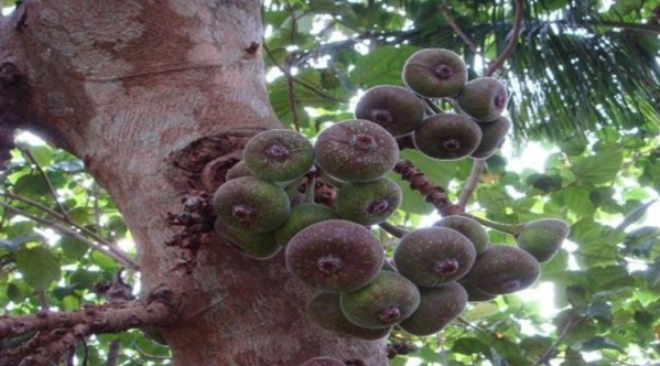 山竹长在半树腰上 火龙果竟长在灌木丛(图4)