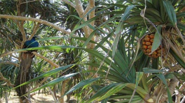 山竹长在半树腰上 火龙果竟长在灌木丛(图3)