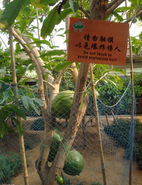 炸弹树会爆炸吗？爆炸威力近似于小型手雷，是世界上杀伤力最大的树(图4)