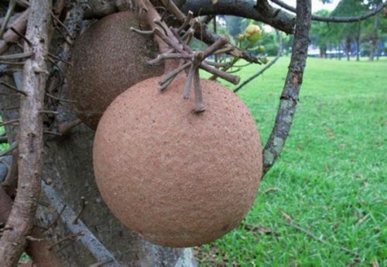 炸弹树会爆炸吗？爆炸威力近似于小型手雷，是世界上杀伤力最大的树(图2)