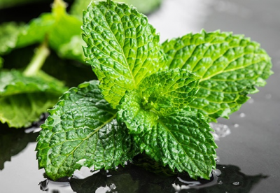 ​怎么让薄荷生根 水培生根后怎么养护