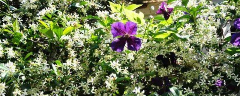 风车茉莉修剪时间和方法（图）(图1)