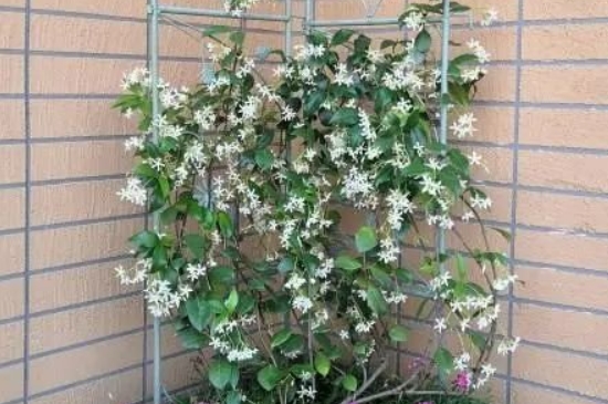 风车茉莉修剪时间和方法（图）(图2)