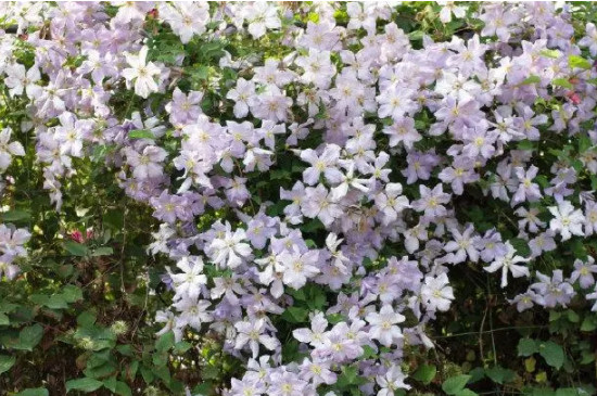 风车茉莉修剪时间和方法（图）(图4)