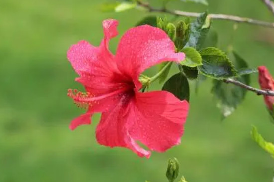 朱槿花的养殖方法和注意事项(图2)