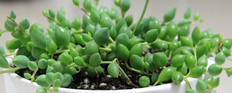 翡翠珠的养殖方法和注意事项(图1)