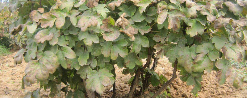 春天移栽牡丹能开花吗(图1)