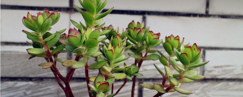 天狗之舞怎么养成老桩(图1)