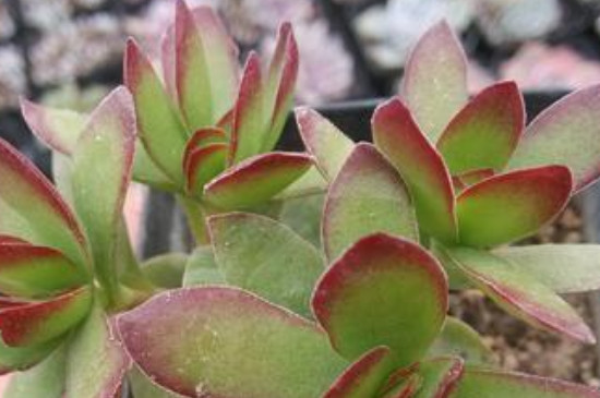 天狗之舞怎么养成老桩(图4)