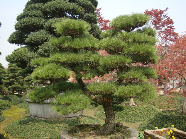 松树的种类(图2)