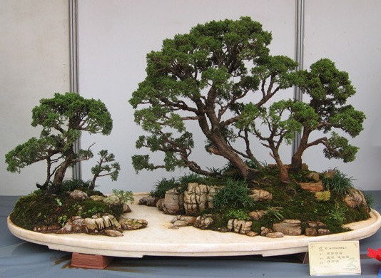 松树的种类(图1)