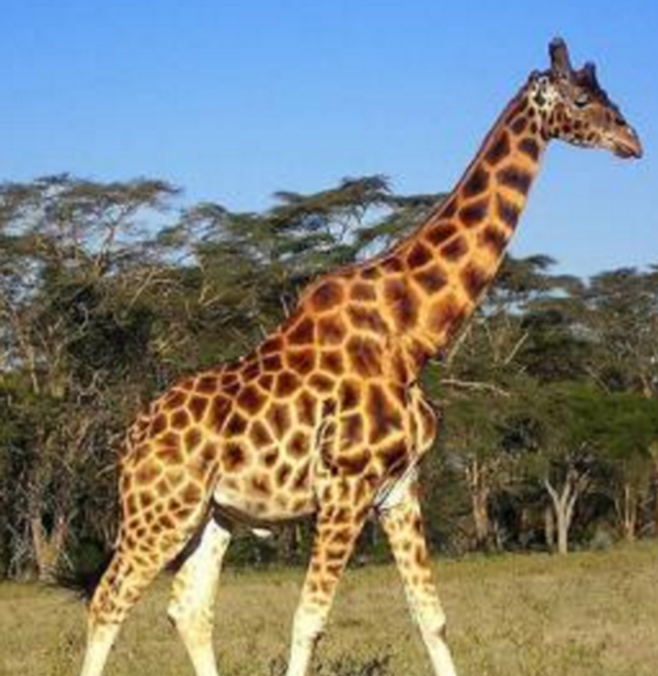 中国保守祥兽麒麟,麒麟和貔貅有什么辨别(表面及含义没有共)