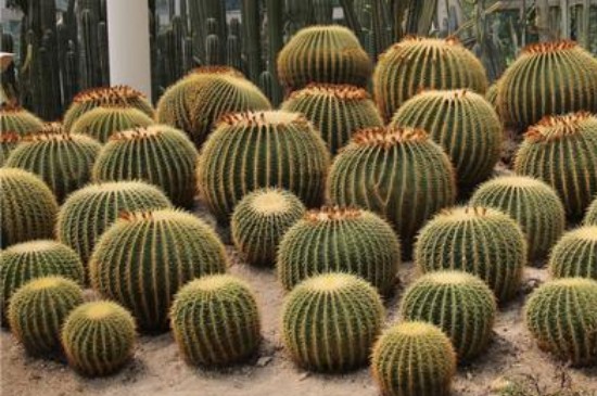 沙漠里的植物有哪些(图4)