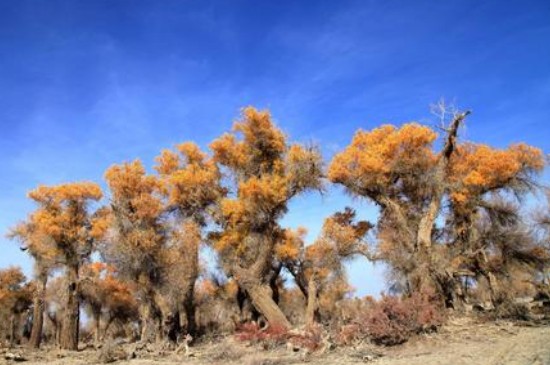 沙漠里的植物有哪些(图5)