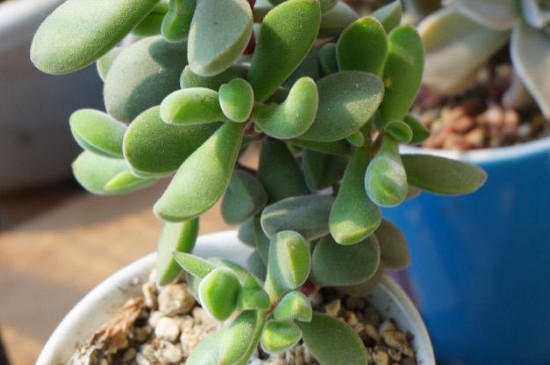 若歌诗怎么修剪(图2)