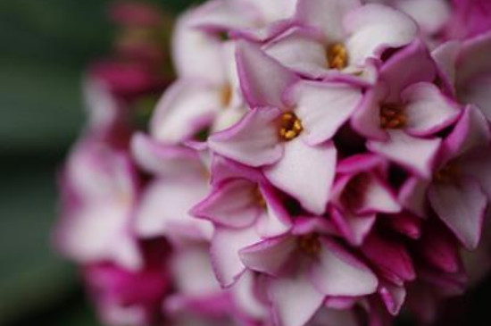 新买的金边瑞香如何上盆(图3)