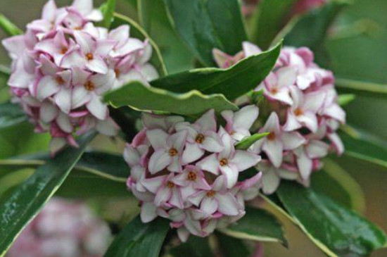 新买的金边瑞香如何上盆(图2)