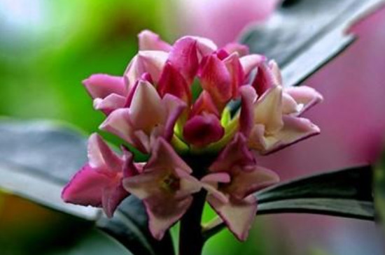 新买的金边瑞香如何上盆(图4)