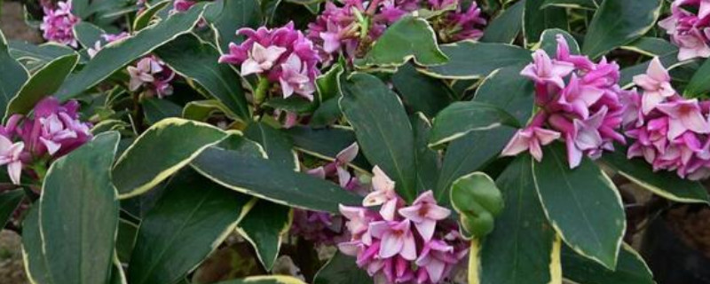 新买的金边瑞香如何上盆(图1)