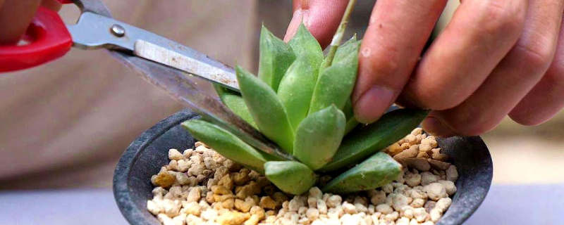 多肉长高怎么修剪(图1)