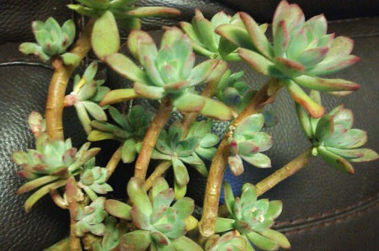 多肉长高怎么修剪(图2)