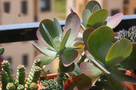 唐印夏季如何养护(图2)