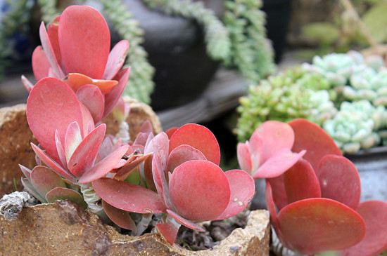 唐印夏季如何养护(图4)