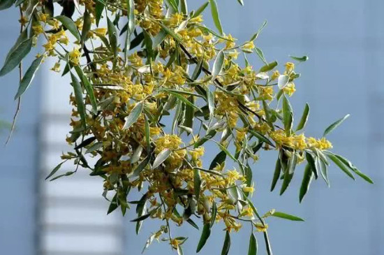 沙枣花的花语和寓意(图4)