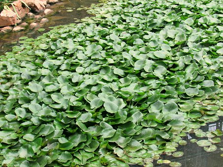 water-hyacinth-1244981__340.jpg
