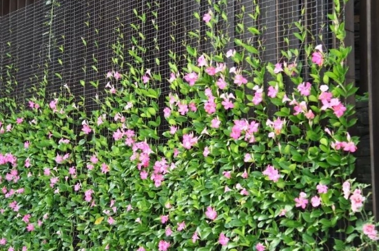 飘香藤需要打顶吗(图4)