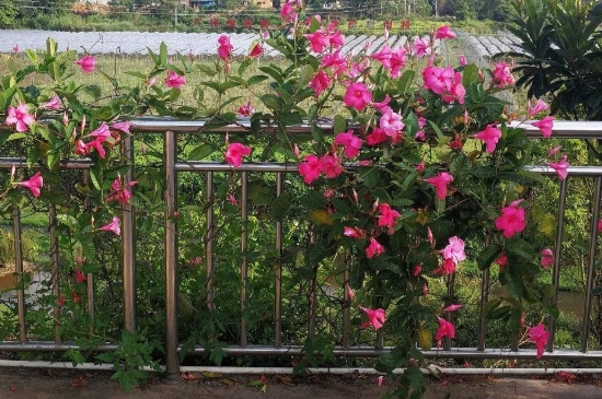 飘香藤需要打顶吗(图3)