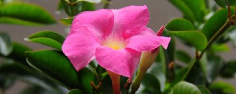 飘香藤需要打顶吗(图1)