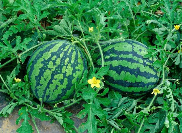 西瓜常见病害及防治方法汇总（防治病虫害妙招你了解多少）(10)