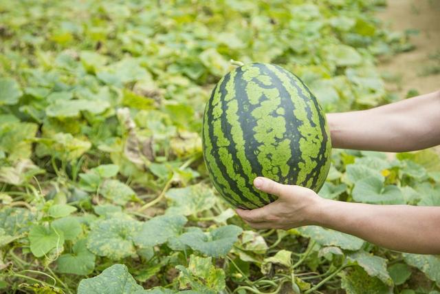西瓜常见病害及防治方法汇总（防治病虫害妙招你了解多少）(1)