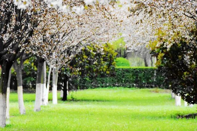 再聊一下西安外国语学院怎么样（为什么选择西安外国语大学）(18)