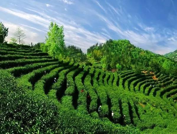 茶园摘茶体验旅游产品（赣州最适合深呼吸的茶园）(2)