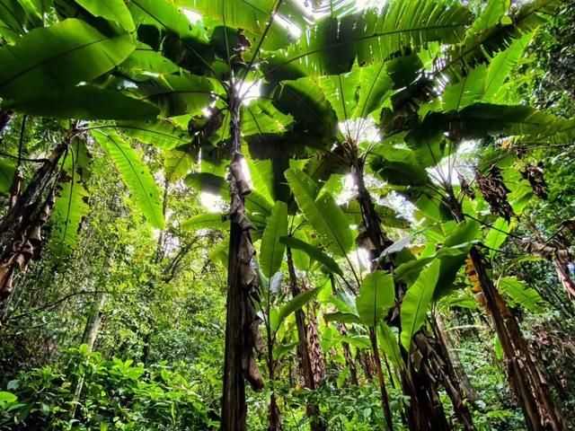 西双版纳适合冬天玩吗（西双版纳夏季高温难耐不适合旅游）(5)