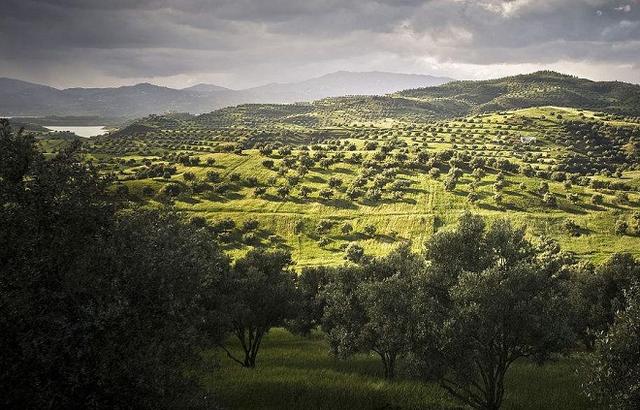 地中海气候是什么气候特征（你熟知的地中海气候）(6)