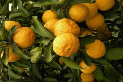 ​香橼怎么吃比较好 香橼可以直接吃吗（当饮料喝）