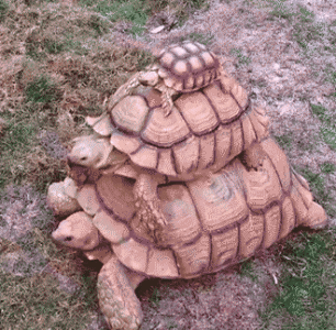 ​为什么养龟长寿（为什么龟能长寿活到上百年）