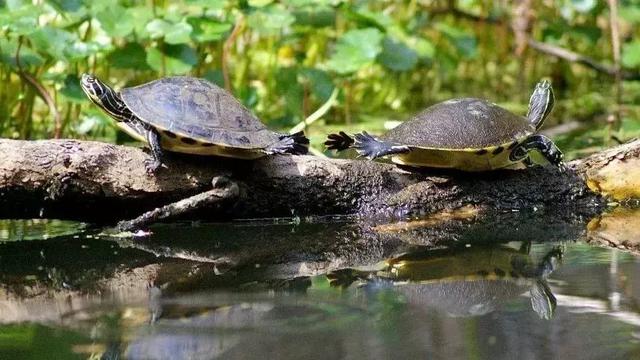 为什么养龟长寿（为什么龟能长寿活到上百年）(3)