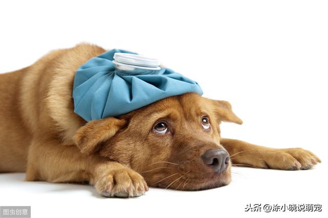 狗狗犬瘟热的晚期症状是什么(犬瘟热你了解多少)(4)