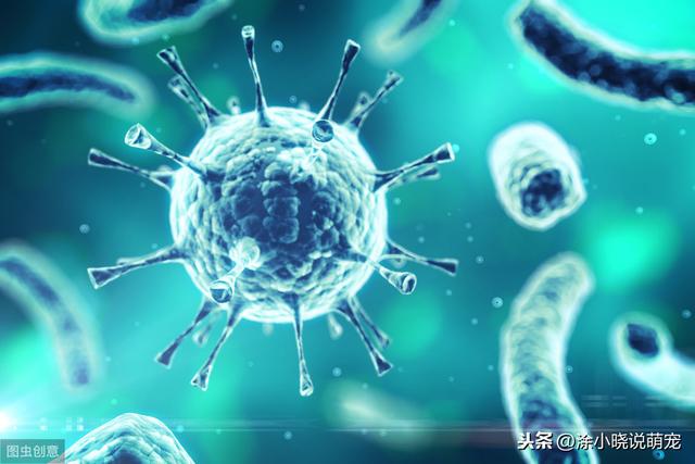 狗狗犬瘟热的晚期症状是什么(犬瘟热你了解多少)(2)