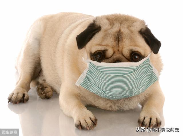 狗狗犬瘟热的晚期症状是什么(犬瘟热你了解多少)(6)