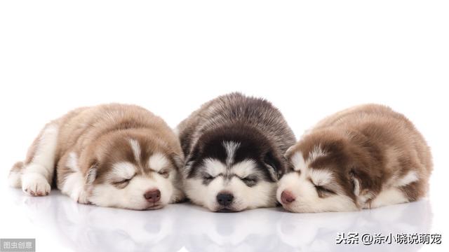 狗狗犬瘟热的晚期症状是什么(犬瘟热你了解多少)(5)