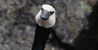 豆瓣的电影评分现在都不可信了吗（豆瓣9.4残忍到震撼）(12)