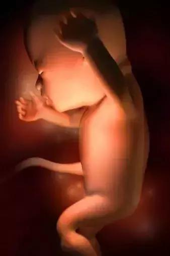 高龄产子蔡少芬为什么愿意生三胎(46岁蔡少芬再度怀孕)(9)