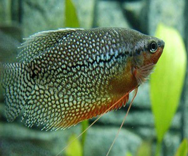 珍珠鱼的特点是什么(珍珠鱼简单介绍)